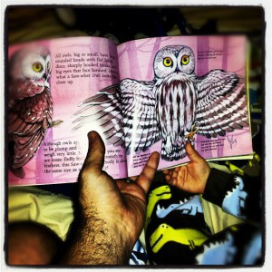 OwlsStory
